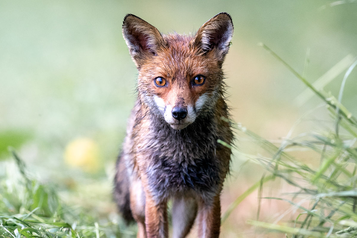 Portrait d'un renard